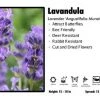 Pandy's Garden Center Perennials Lavandula 'Angustifolia Munstead' Lavender