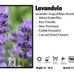 Pandy's Garden Center Perennials Lavandula 'Angustifolia Munstead' Lavender