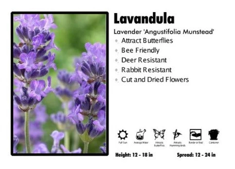 Pandy's Garden Center Perennials Lavandula 'Angustifolia Munstead' Lavender 3 Pandy's Garden Center Perennials Lavandula 'Angustifolia Munstead' Lavender