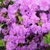 Pandy's Garden Center Azalea - Elsie Lee Dbl Lavender