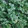 Pandy's Garden Center Nursery Euonymus - Emerald N Gold