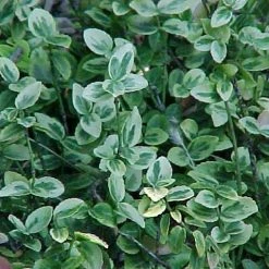 Pandy's Garden Center Nursery Euonymus - Emerald N Gold