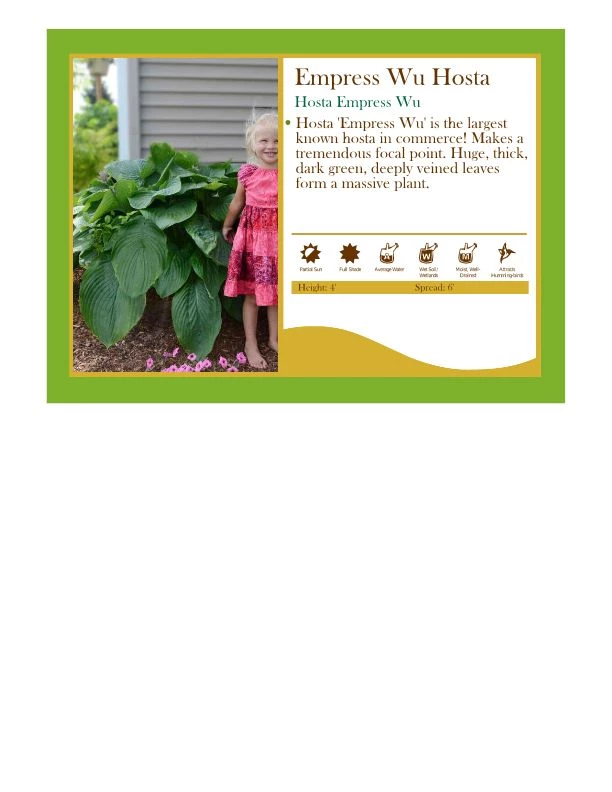 Pandy's Garden Center Hosta Empress Wu Perennials 3 Pandy's Garden Center Hosta Empress Wu Perennials