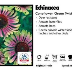 Pandy's Garden Center Perennials Echinacea ‘Green Twister’ Coneflower