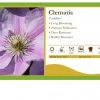 Pandy's Garden Center Clematis ‘Endellion'