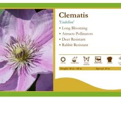 Pandy's Garden Center Clematis ‘Endellion'