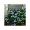 Pandy's Garden Center Hydrangea Macrophylla 'Twist And Shout' #3 1 Pandy's Garden Center Hydrangea Macrophylla 'Twist And Shout' #3
