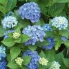 Pandy's Garden Center Hydrangea Endless Summer