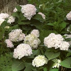 Pandy's Garden Center Hydrangea Endless Summer Blushing Bride