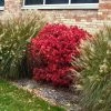 Pandy's Garden Center Nursery Burning Bush - Dwarf