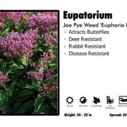 Pandy's Garden Center Perennials Eupatorium ‘Euphoria Ray’ Joe Pye Weed