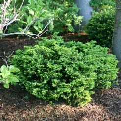 Pandy's Garden Center Taxus - Everlow