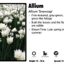 Pandy's Garden Center Allium 'Snowcap'