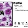 Pandy's Garden Center Dianthus 'Blueberry Pie' Perennials