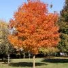 Walker Nursery Sugar Maple Fall Fiesta