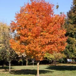 Walker Nursery Sugar Maple Fall Fiesta
