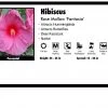Pandy's Garden Center Hibiscus 'Fantasia' Rose Mallow