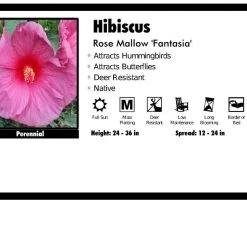 Pandy's Garden Center Hibiscus 'Fantasia' Rose Mallow