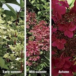 Pandy's Garden Center Fire And Ice Hydrangea House !