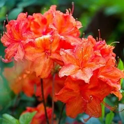 Pandy's Garden Center Azalea - Exbury Fireball