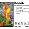 Pandy's Garden Center Kniphofia ‘Flamenco Mix’ Red Hot Poker Perennials