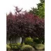 Pandy's Garden Center Nursery Krauter Vesuvius Flowering Plum