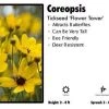Pandy's Garden Center Perennials Coreopsis 'Flower Tower' Tickseed