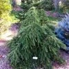 Pandy's Garden Center Spruce - Norway Formanek Weeping Nursery