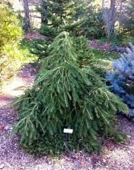 Pandy's Garden Center Spruce - Norway Formanek Weeping Nursery