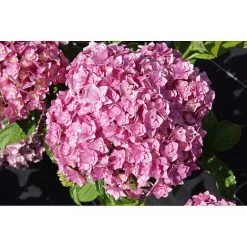 Pandy's Garden Center Nursery Hydrangea Forever Together