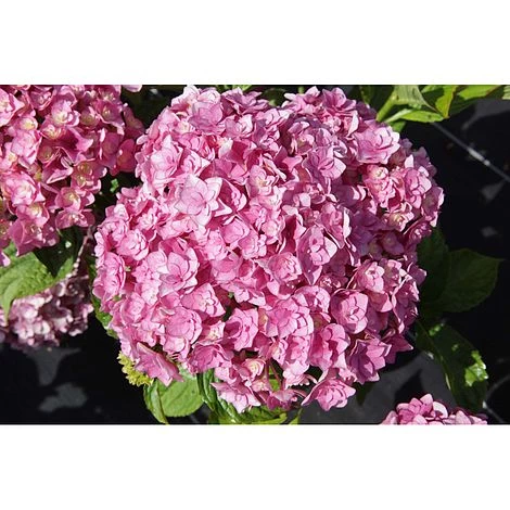 Pandy's Garden Center Nursery Hydrangea Forever Together 3 Pandy's Garden Center Nursery Hydrangea Forever Together