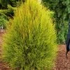 Iseli Arborvitae - Franky Boy Oriental