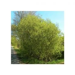 Pand Pussywillow - French Pink #3 Nursery