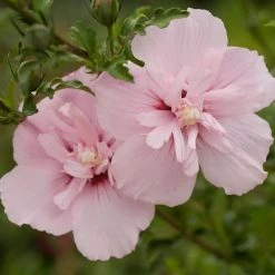 Pandy's Garden Center Rose Of Sharon 'Full Pink' Nursery