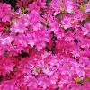Pandy's Garden Center Nursery Azalea - Karen’s Purple