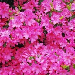 Pandy's Garden Center Nursery Azalea - Karen’s Purple
