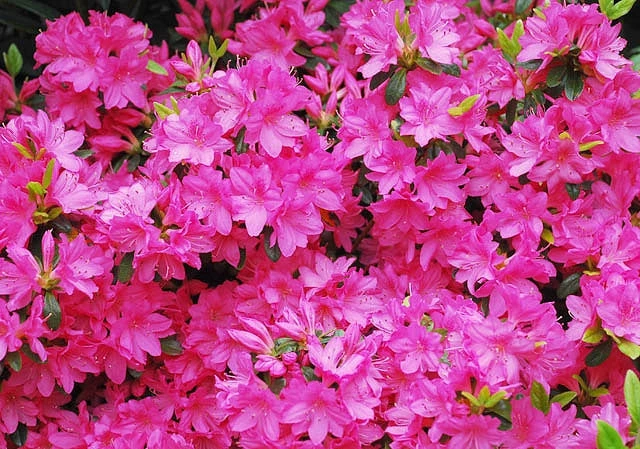 Pandy's Garden Center Nursery Azalea - Karen’s Purple 3 Pandy's Garden Center Nursery Azalea - Karen’s Purple