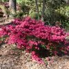 Pandy's Garden Center Nursery Azalea - Girard Fuschia