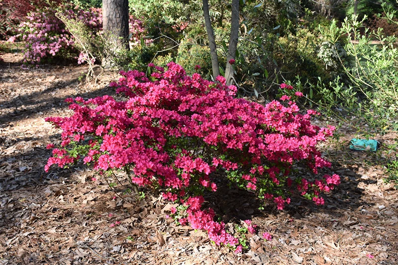 Pandy's Garden Center Nursery Azalea - Girard Fuschia 3 Pandy's Garden Center Nursery Azalea - Girard Fuschia