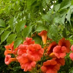 Pandy's Garden Center Trumpet Vine Madame Galen