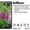 Pandy's Garden Center Campanula Glomerata 'Genti Twist' Bellflower