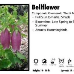Pandy's Garden Center Campanula Glomerata 'Genti Twist' Bellflower