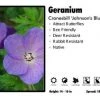 Pandy's Garden Center Geranium ‘Johnson’s Blue’ Cranesbill