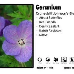 Pandy's Garden Center Geranium ‘Johnson’s Blue’ Cranesbill