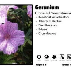 Pandy's Garden Center Geranium ‘Lancastriense’ Cranesbill