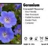 SUNBEAM GARDENS Geranium ‘Rozanne’ Cranesbill Perennials