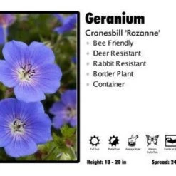 SUNBEAM GARDENS Geranium ‘Rozanne’ Cranesbill Perennials