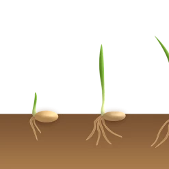 Pandy's Garden Center Lawn & Garden Shady Mix Grass Seed