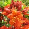 Pandy's Garden Center Azalea - Exbury Gibralters Orange Nursery