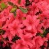 Pandy's Garden Center Azalea - Girard Rose Pink